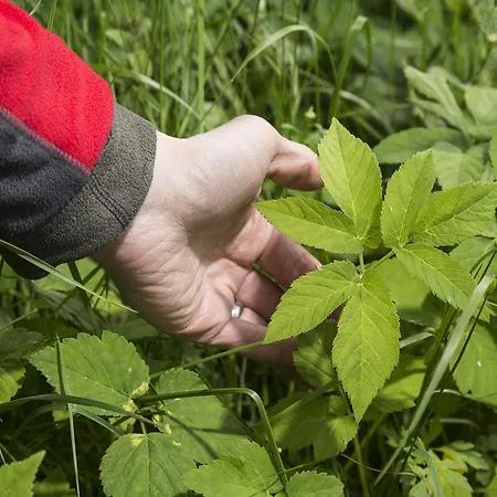 Maennikkoelaen Pirtti *